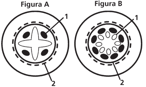 Esquemas de cortes transversais de raízes, identificados como Figura A e Figura B. Cada corte apresenta um contorno circular externo e dois contornos internos concêntricos, um contínuo e outro tracejado. Na Figura A, o centro contém uma estrutura clara em forma de cruz, com quatro regiões ovais escuras entre seus braços. Na Figura B, regiões ovais escuras e regiões claras menores estão dispostas em anel ao redor do centro. Em ambas as figuras, a indicação 1 aponta para uma região oval escura, e a indicação 2 aponta para o contorno tracejado.