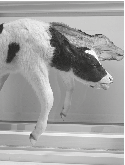 Fotografia da obra Mother and Child, de Damien Hirst, mostrando um bezerro seccionado longitudinalmente e preservado em formol dentro de uma estrutura envidraçada, com detalhes anatômicos internos visíveis na metade de trás.