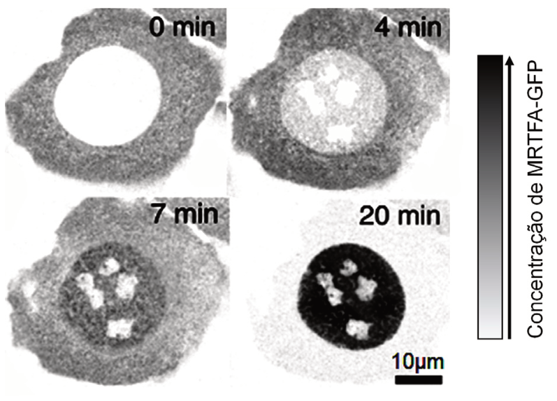 Micrografias de fluorescência mostrando a localização da proteína MRTFA-GFP em uma célula nos tempos 0 min, 4 min, 7 min e 20 min. Ao lado, uma escala vertical em tons de cinza mostra que tons mais escuros correspondem a maior concentração de MRTFA-GFP. Há uma barra de escala de 10 micrometros. No tempo 0 min, a proteína está no citoplasma e o núcleo está claro; com o passar do tempo, a intensidade escura concentra-se progressivamente no núcleo, com exceção de regiões internas circulares mais claras.