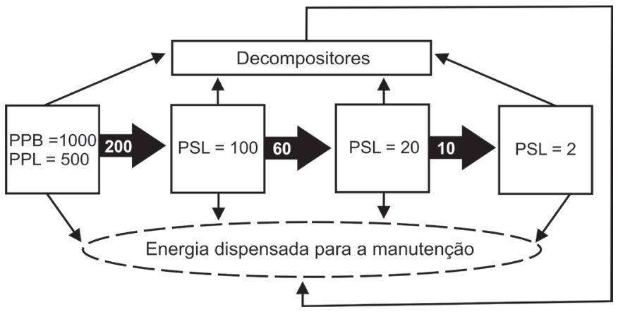 Diagrama de fluxo de energia com quatro caixas em sequência horizontal: a primeira à esquerda contém "PPB = 1000" e "PPL = 500"; da primeira para a segunda há uma seta preta grossa com o valor "200"; a segunda contém "PSL = 100"; da segunda para a terceira há uma seta com o valor "60"; a terceira contém "PSL = 20"; da terceira para a quarta há uma seta com o valor "10"; a quarta contém "PSL = 2". Acima, uma caixa identifica os "Decompositores", recebendo setas direcionadas de cada uma das quatro caixas. Abaixo, uma forma elíptica tracejada identifica "Energia dispensada para a manutenção", recebendo setas de cada uma das quatro caixas e também uma linha com seta proveniente dos decompositores, que contorna o diagrama pela direita.