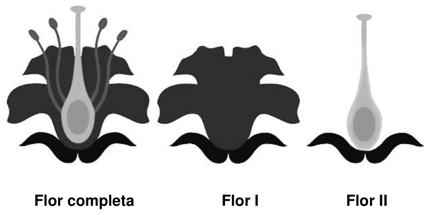 Ilustração esquemática de três flores: "Flor completa", contendo sépalas, pétalas, estames e carpelo; "Flor I", contendo sépalas e pétalas, sem verticilos reprodutivos; e "Flor II", contendo sépalas e carpelo, sem pétalas e estames.