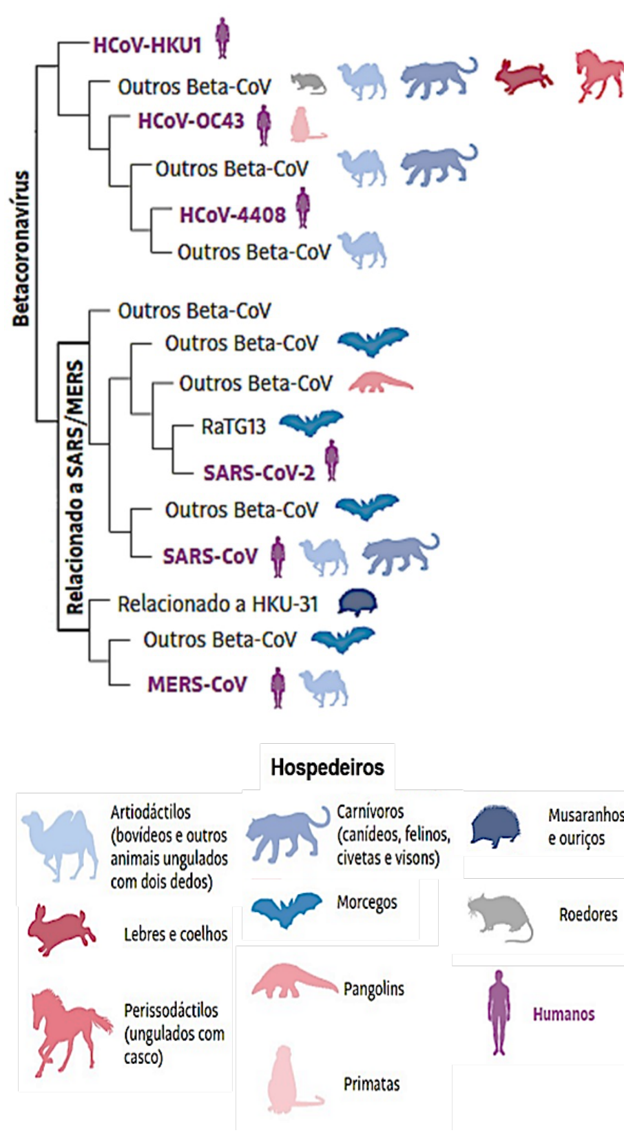 Cladograma demonstrando as relações filogenéticas entre diferentes betacoronavírus e seus respectivos hospedeiros (como artiodáctilos, carnívoros, musaranhos e ouriços, lebres e coelhos, morcegos, roedores, perissodáctilos, pangolins, primatas e humanos).