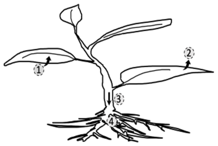 Esquema de uma planta indicando fluxos de substâncias numerados de 1 a 4: (1) com seta apontando para dentro de uma folha; (2) com seta saindo de uma folha; (3) com seta vertical descendente ao longo do caule em direção à raiz; e (4) indicado nas raízes.