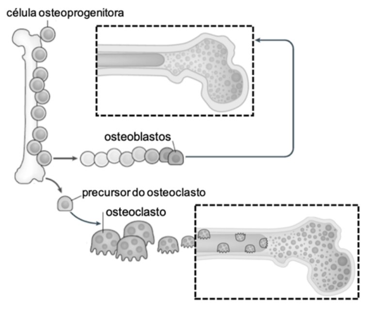 F1 Esquema representando células do tecido ósseo: células osteoprogenitoras presentes ao longo do osso originam osteoblastos, representados direcionando-se à extremidade de um corte ósseo; e precursores do osteoclasto, que se diferenciam em osteoclastos, representados atuando na matriz óssea em um corte do osso.