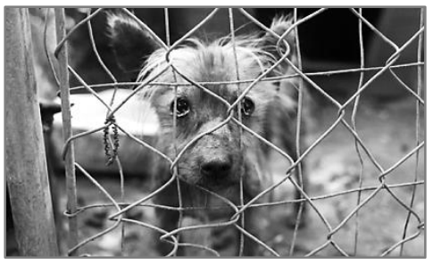 Fotografia em preto e branco de um cachorro pequeno encarando através de uma cerca de arame.