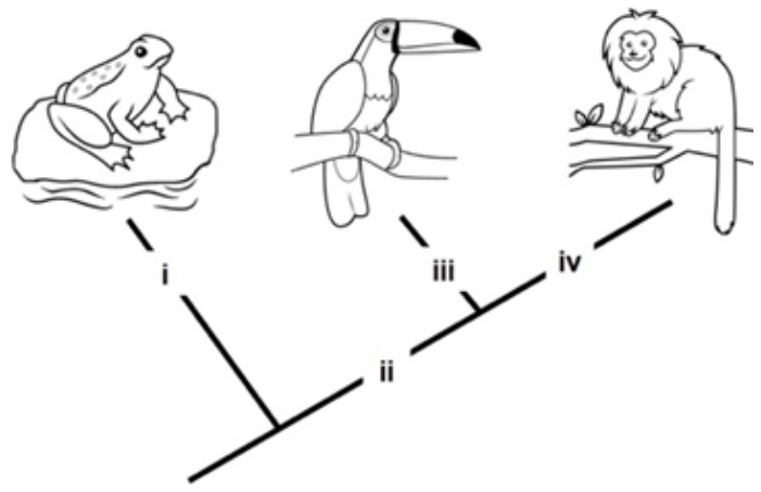 F1 Cladograma evolutivo mostrando as relações entre anfíbios (representado por um sapo), aves (tucano) e mamíferos (mico). O ramo que leva ao sapo possui a marcação "i"; o ramo ancestral comum entre aves e mamíferos possui a marcação "ii"; o ramo que leva ao tucano possui a marcação "iii"; e o ramo que leva ao mico possui a marcação "iv".