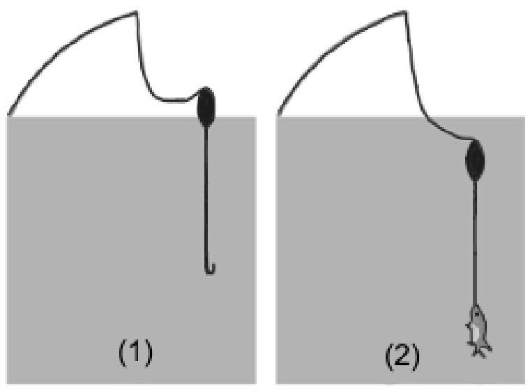 Ilustração de duas situações: em (1), a boia flutua na superfície da água com parte de seu volume submerso e o anzol vazio; em (2), a boia está totalmente submersa com a linha esticada na vertical puxada por um peixe fisgado no anzol. Em ambas, a linha acima da boia está frouxa.