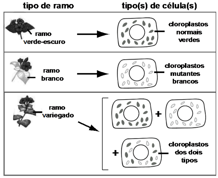 Esquema relacionando o tipo de ramo ao tipo de célula: ramo verde-escuro associado a célula com cloroplastos normais verdes; ramo branco associado a célula com cloroplastos mutantes brancos; ramo variegado associado a três tipos de células, sendo uma com cloroplastos normais, uma com mutantes e uma com cloroplastos dos dois tipos.