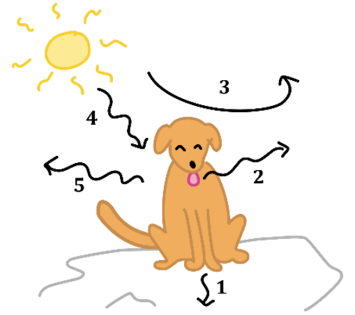 Ilustração de um cão sentado sob a luz do sol, indicando processos de troca de calor numerados de 1 a 5: 1 apontando do cão para o chão; 2 ondulada saindo da língua exposta; 3 em forma de arco sobre o cão indicando o movimento do ar; 4 ondulada vindo do sol para o cão; e 5 ondulada saindo do corpo do cão para o ambiente.
