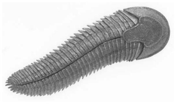 Reconstituição artística ou fóssil do organismo Spriggina em vista dorsal, exibindo corpo alongado e segmentado com uma região cefálica curva em forma de ferradura e simetria bilateral.