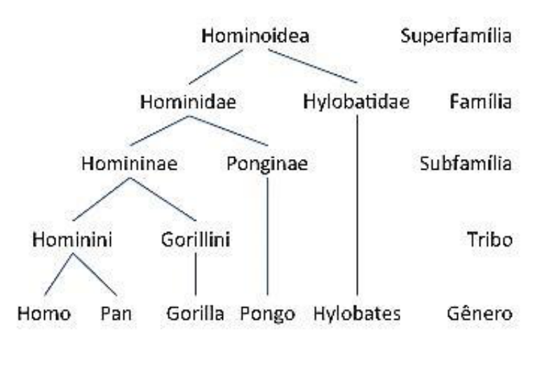 Cladograma da superfamília Hominoidea mostrando relações filogenéticas entre gêneros: Homo e Pan (tribo Hominini), Gorilla (tribo Gorillini), que juntos formam a subfamília Homininae; Pongo (subfamília Ponginae); Homininae e Ponginae compõem a família Hominidae; Hylobates compõe a família Hylobatidae; e ambas as famílias compõem a superfamília Hominoidea.