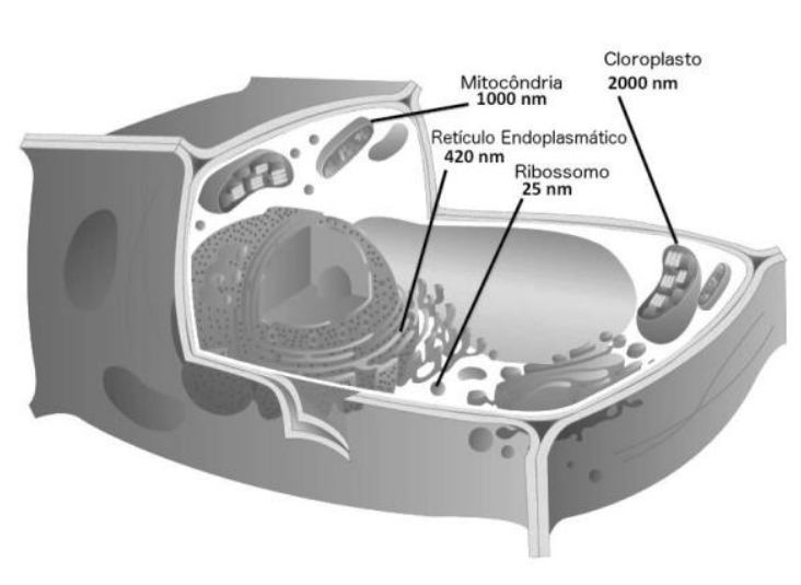 Ilustração em corte de uma célula vegetal destacando quatro organelas celulares e seus respectivos tamanhos: Mitocôndria (1000 nm), Retículo Endoplasmático (420 nm), Ribossomo (25 nm) e Cloroplasto (2000 nm).