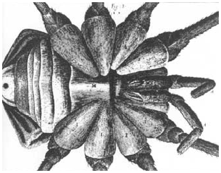 Ilustração em preto e branco de Robert Hooke retratando a visão ventral em detalhe de um animal (aracnídeo), com o abdome à esquerda, pernas estendendo-se para cima e para baixo, e apêndices (pedipalpos/quelíceras) à direita.