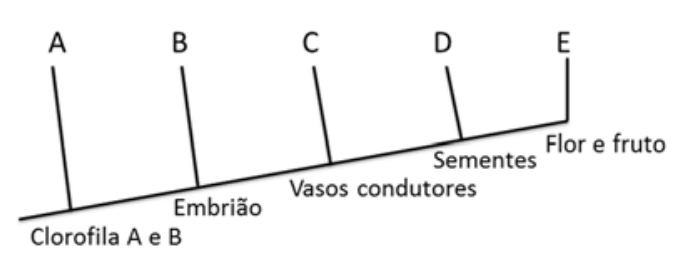 F1 Cladograma evolutivo mostrando os ramos A, B, C, D e E associados ao surgimento das características: Clorofila A e B (na base antes de A), Embrião (entre A e B), Vasos condutores (entre B e C), Sementes (entre C e D) e Flor e fruto (entre D e E).