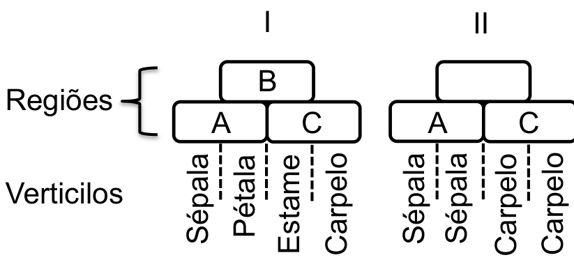 Esquema representando o modelo de determinação dos órgãos florais por três regiões de genes: A, B e C. Na imagem I, a região A determina a sépala; A e B determinam a pétala; B e C determinam o estame; C determina o carpelo. Na imagem II, com a ausência da região B, formam-se apenas sépalas nas regiões especificadas por A e carpelos nas regiões especificadas por C.