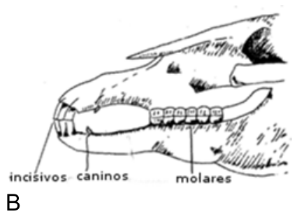 Crânio B: parte anterior do crânio com incisivos, caninos pequenos ou vestigiais e dentes molares com superfície plana para mastigação.
