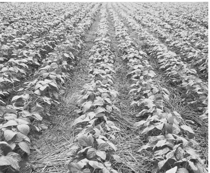 Fotografia em preto e branco de uma plantação agrícola disposta em fileiras com o solo entre elas coberto por palhada.