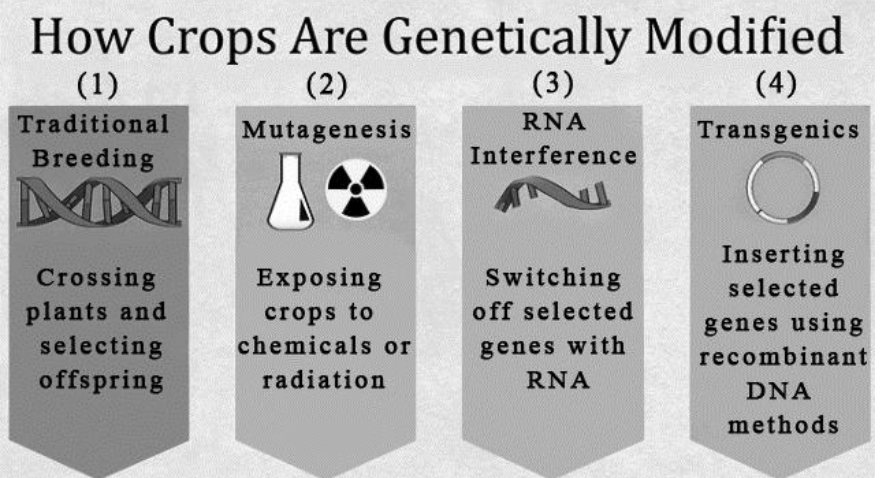Infográfico intitulado "How Crops Are Genetically Modified" com quatro métodos: (1) Traditional Breeding, com ilustração de DNA e o texto "Crossing plants and selecting offspring"; (2) Mutagenesis, com frasco e símbolo de radioatividade e o texto "Exposing crops to chemicals or radiation"; (3) RNA Interference, com filamento de RNA e o texto "Switching off selected genes with RNA"; (4) Transgenics, com plasmídeo circular e o texto "Inserting selected genes using recombinant DNA methods".