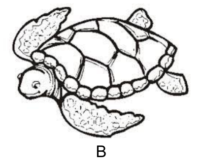 Ilustração de uma tartaruga marinha, identificada pela letra B.