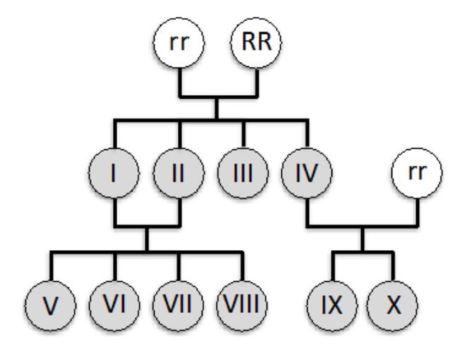 Heredograma mostrando o cruzamento parental entre indivíduos rr e RR que gera a prole I, II, III e IV. A prole I e II se cruzam gerando os descendentes V, VI, VII e VIII. O indivíduo IV cruza com um indivíduo rr gerando os descendentes IX e X.
