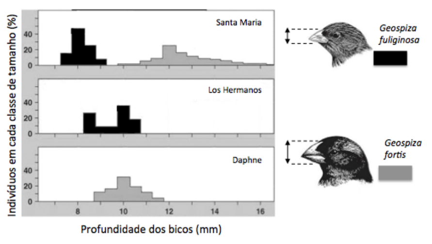 Histogramas da frequência de profundidade dos bicos (em mm) para Geospiza fuliginosa (barras pretas) e Geospiza fortis (barras cinzas) nas ilhas Santa Maria (onde ambas coexistem), Los Hermanos (apenas G. fuliginosa) e Daphne (apenas G. fortis). À direita, desenhos das duas espécies ilustrando a medição da profundidade do bico com setas verticais.