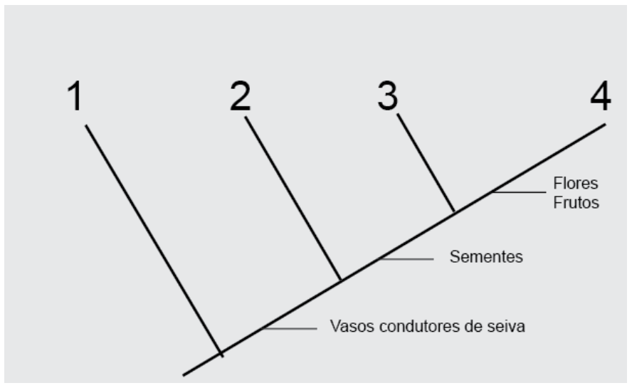F1 Cladograma com quatro ramos numerados de 1 a 4. O ramo 1 surge antes do surgimento de "Vasos condutores de seiva". Entre este marco e o seguinte surge o ramo 2. Em seguida, após o marco "Sementes", surge o ramo 3. Por fim, após o marco "Flores / Frutos", encontra-se o ramo 4.