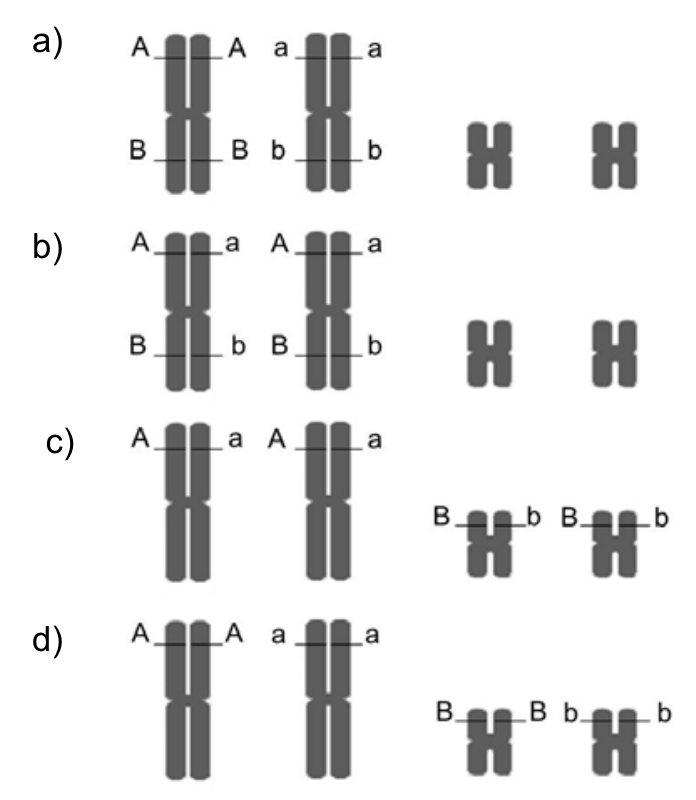 F1 Esquemas de cromossomos duplicados em divisão mitótica para as opções a, b, c e d, mostrando dois pares de cromossomos homólogos (um par longo e um par curto). Na alternativa a, os alelos A e B estão no mesmo cromossomo longo (cromátides-irmãs com A e A na parte superior, B e B na parte inferior) e os alelos a e b estão no outro cromossomo longo homólogo (a e a na parte superior, b e b na parte inferior), enquanto o par curto não apresenta alelos. Na alternativa b, os cromossomos longos apresentam alelos diferentes nas cromátides-irmãs (A e a; B e b). Na alternativa c, o loco A/a está no par longo com cromátides heterozigotas (A e a) e o loco B/b está no par curto também com cromátides heterozigotas (B e b). Na alternativa d, o loco A/a está no par longo com cromátides-irmãs idênticas (A/A em um e a/a no outro) e o loco B/b está no par curto com cromátides-irmãs idênticas (B/B em um e b/b no outro).