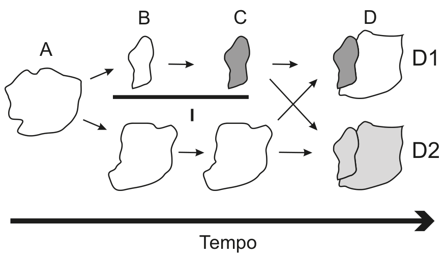 Esquema representando o processo evolutivo ao longo do tempo. No momento A, há uma única população (contorno irregular branco). No momento B, ela é dividida em duas subpopulações por uma barra horizontal preta que representa o fator de isolamento (I). No momento C, a subpopulação superior apresenta diferenciação fenotípica (preenchimento cinza-escuro), enquanto a inferior permanece branca. No momento D, com o desaparecimento da barreira I, apresentam-se duas possibilidades: na situação D1, as duas formas (cinza-escura e branca) voltam a coexistir espacialmente mantendo seus fenótipos distintos; na situação D2, os indivíduos interagem e apresentam uma tonalidade cinza-clara homogênea. Na base da imagem, uma seta preta horizontal aponta para a direita com a legenda "Tempo".