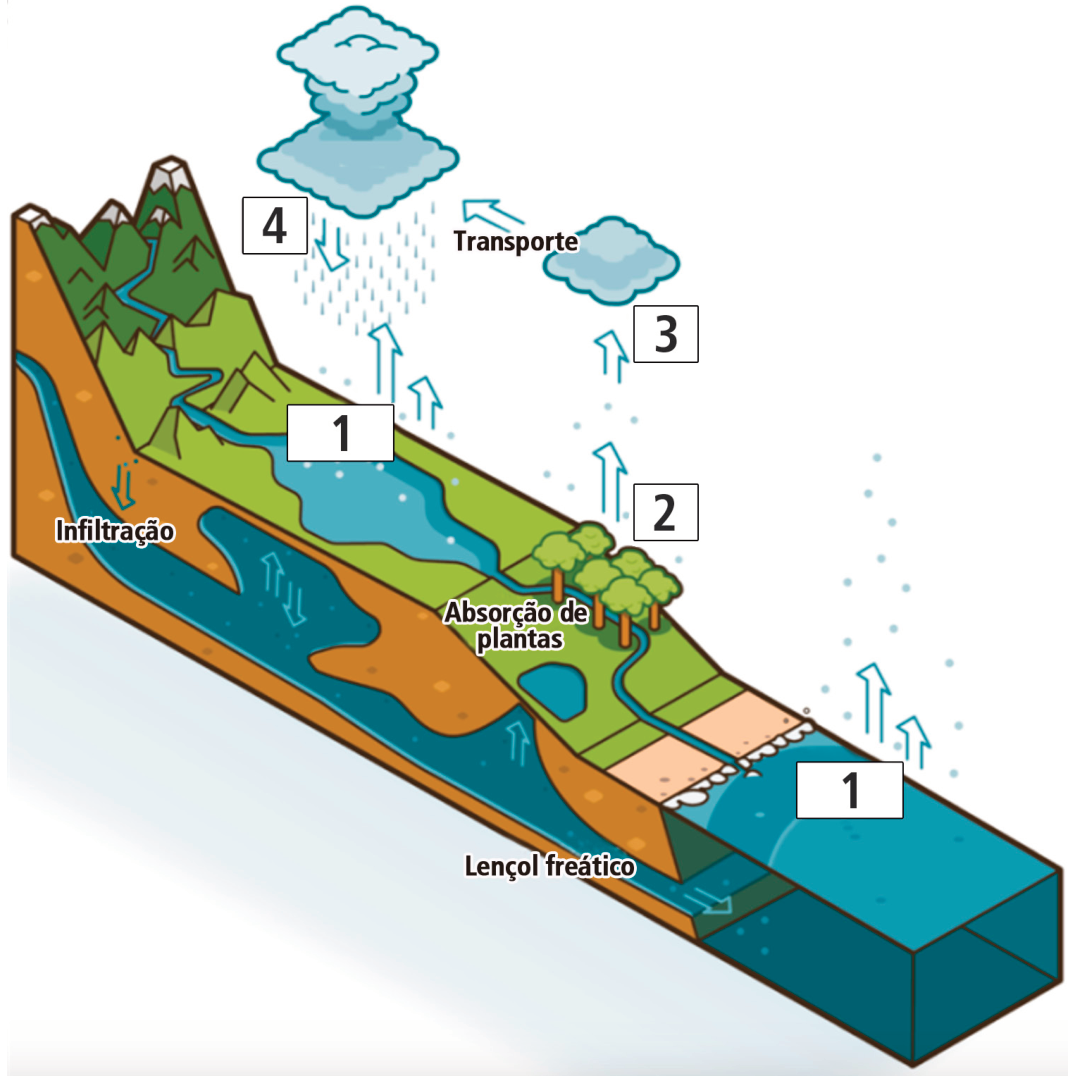 F1 Esquema do ciclo da água em uma paisagem com montanhas, rio, lago, árvores, solo em corte e uma grande massa de água à direita. O número 1 aparece sobre o lago e sobre a massa de água, junto a setas ascendentes; o número 2 está acima das árvores, junto a uma seta ascendente; o número 3 está próximo de uma pequena nuvem e de uma seta ascendente; o número 4 está ao lado da chuva que cai de uma nuvem sobre as montanhas. Uma seta entre as nuvens aponta para a esquerda e está identificada como “Transporte”. No solo, aparecem setas e os rótulos “Infiltração”, “Absorção de plantas” e “Lençol freático”.