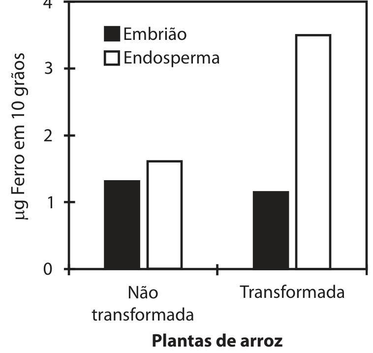 Gráfico de barras comparando o ferro no embrião e no endosperma de plantas de arroz não transformadas e transformadas. O eixo vertical, “μg Ferro em 10 grãos”, vai de 0 a 4, com marcações a cada unidade. O eixo horizontal, “Plantas de arroz”, apresenta as categorias “Não transformada” e “Transformada”. A legenda identifica barras pretas como “Embrião” e barras brancas como “Endosperma”. Nas plantas não transformadas, as barras indicam aproximadamente 1,3 μg no embrião e 1,6 μg no endosperma; nas transformadas, aproximadamente 1,15 μg no embrião e 3,5 μg no endosperma.
