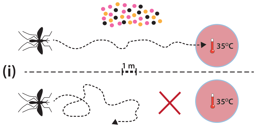 F1 Experimento (i): à esquerda, silhueta do mosquito; à direita, alvo circular a 35 °C a uma distância de 1 m. Na parte superior, na presença de odores corporais (pontos coloridos), a trajetória tracejada do mosquito segue diretamente em direção ao alvo térmico. Na parte inferior, na ausência de odores, a trajetória é errática e não atinge o alvo, sinalizado por um "X" vermelho.