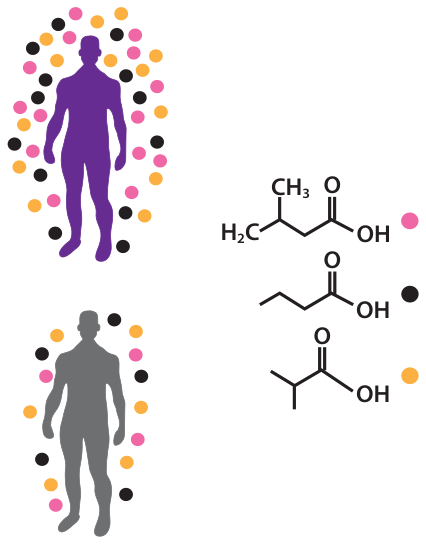 F2 Experimento (ii), perfil de odores: silhueta humana roxa com grande quantidade de voláteis ao redor e silhueta cinza com poucos voláteis, acompanhadas das estruturas químicas dos ácidos carboxílicos correspondentes às cores dos pontos (rosa, preto e laranja).