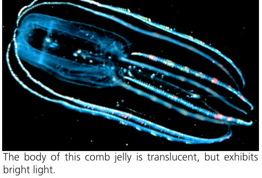 Fotografia de um ctenóforo bioluminescente sobre fundo preto, com o corpo translúcido emitindo luz em tons azulados e reflexos brilhantes. Abaixo da imagem lê-se a legenda em inglês: "The body of this comb jelly is translucent, but exhibits bright light."