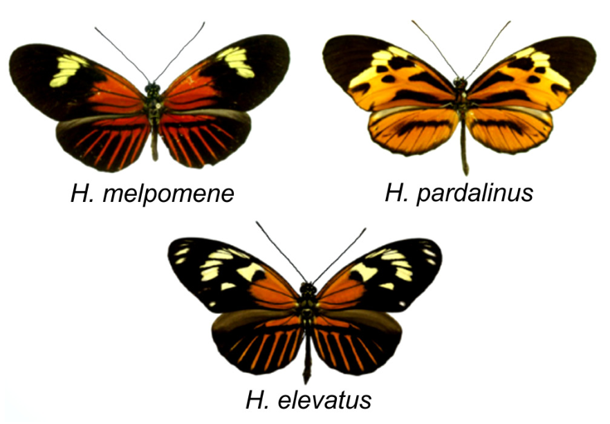 Três espécies de borboletas do gênero Heliconius: acima à esquerda, H. melpomene, com asas pretas e manchas alongadas vermelhas raiadas e detalhes amarelos; acima à direita, H. pardalinus, com padrão alaranjado e manchas pretas e amarelas; abaixo centralizada, H. elevatus, com padrão de asas pretas com manchas vermelhas raiadas e amarelas muito semelhante ao de H. melpomene.