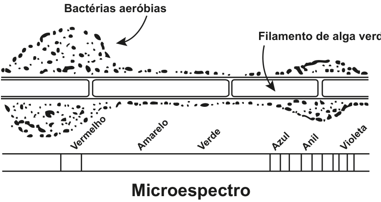 Esquema do experimento de Engelmann: um filamento de alga verde atravessa as faixas Vermelho, Amarelo, Verde, Azul, Anil e Violeta de um microespectro. Bactérias aeróbias se concentram principalmente na região do Vermelho e também se agrupam na região do Violeta, com poucas bactérias nas faixas intermediárias.