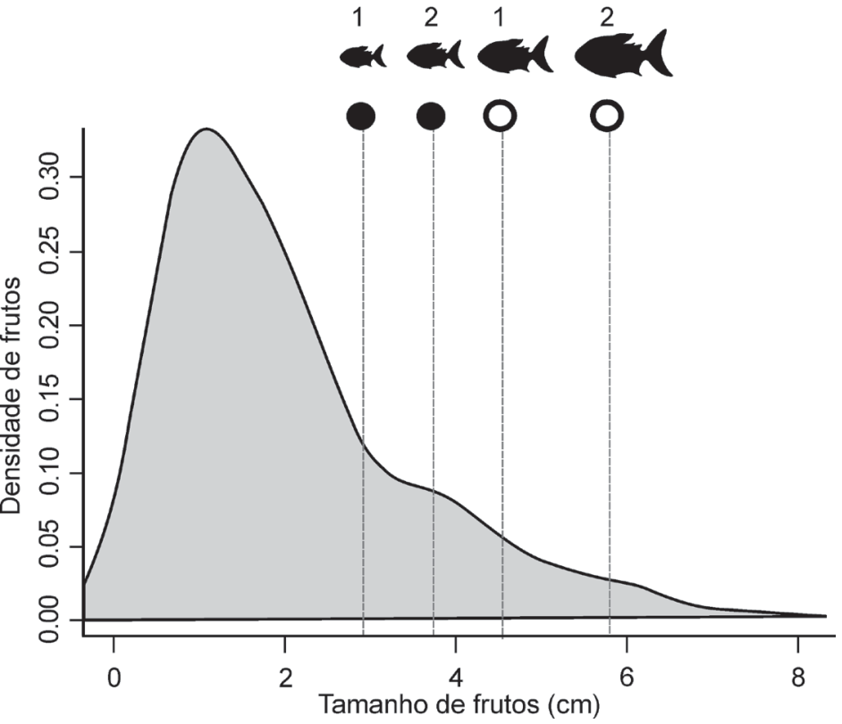 F1 Gráfico de densidade de frutos versus tamanho de frutos em centímetros, com curva sombreada em cinza. Acima do gráfico, linhas verticais tracejadas marcam tamanhos associados a silhuetas de peixes numeradas de 1 a 2 e círculos pretos e brancos: círculo preto 1 em torno de 2,9 cm; círculo preto 2 em 3,7 cm; círculo branco 1 em 4,5 cm; e círculo branco 2 em 5,8 cm. À direita da imagem figuram os textos dos itens a e b.