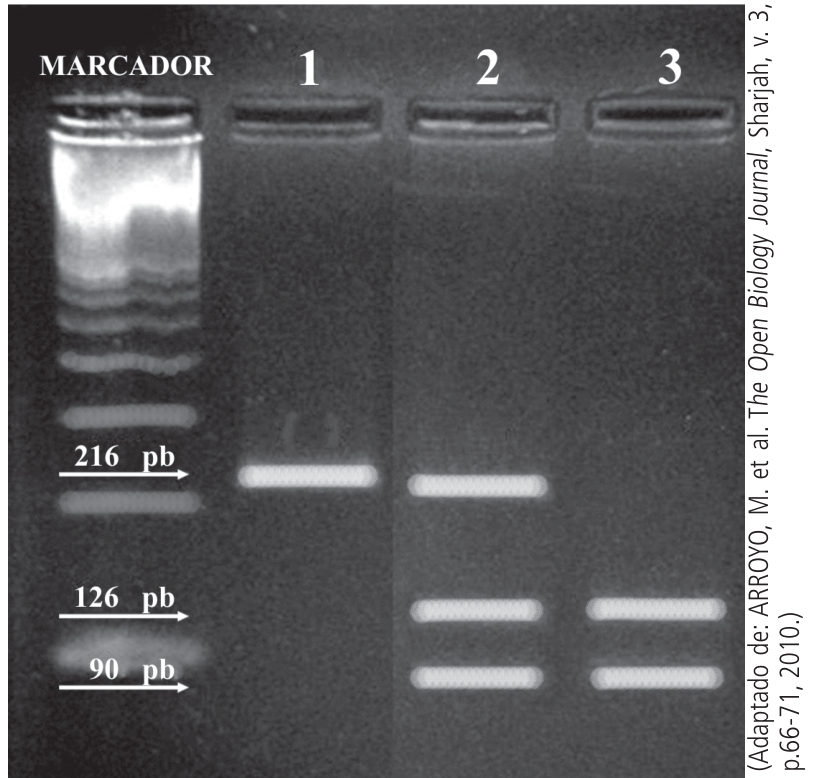 Imagem de eletroforese com quatro canaletas verticais, identificadas como MARCADOR, 1, 2 e 3. A canaleta MARCADOR apresenta várias bandas e setas indicando os tamanhos 216 pb, 126 pb e 90 pb. O indivíduo 1 apresenta uma banda de 216 pb; o indivíduo 2 apresenta três bandas, de 216 pb, 126 pb e 90 pb; o indivíduo 3 apresenta duas bandas, de 126 pb e 90 pb. Na lateral direita, consta o crédito: “(Adaptado de: ARROYO, M. et al. The Open Biology Journal, Sharjah, v. 3, p.66-71, 2010.)”.
