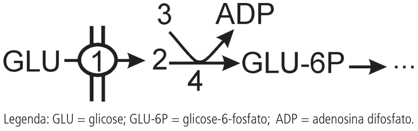 Esquema da via de absorção e fosforilação da glicose: GLU atravessa a membrana pela posição 1 tornando-se a substância 2; em seguida, com a participação de 3 e 4, converte-se em GLU-6P liberando ADP. Legenda: GLU = glicose; GLU-6P = glicose-6-fosfato; ADP = adenosina difosfato.