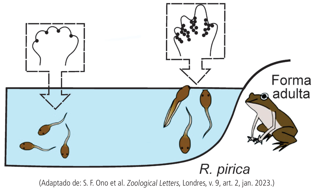 Esquema ilustrando o desenvolvimento dos membros em girinos de Rana pirica em ambiente aquático com diferentes níveis de oxigênio e a transição para a forma adulta em ambiente terrestre. À esquerda, em águas mais profundas, detalhe do membro com poucos círculos pretos entre os dedos; à direita, em girinos próximos à superfície, detalhe do membro mostrando intensa presença de círculos pretos nas membranas interdigitais; fora da água, a forma adulta do anfíbio.