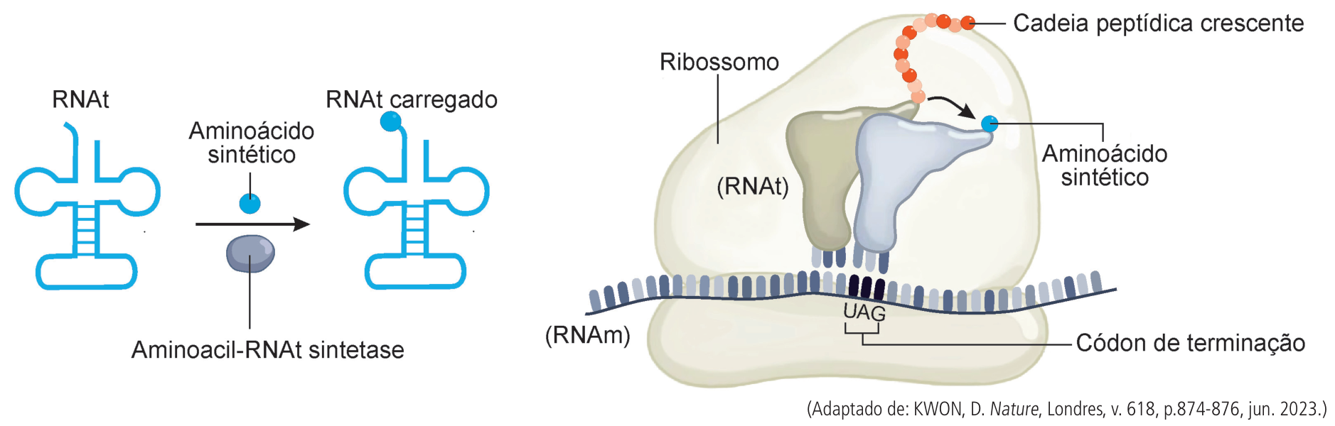 Esquema representando à esquerda a ligação de um aminoácido sintético a um RNAt por meio da enzima aminoacil-RNAt sintetase, gerando um RNAt carregado; e à direita, no interior de um ribossomo, o RNAt carregado reconhecendo o códon de terminação UAG na fita de RNAm e inserindo o aminoácido sintético na cadeia peptídica crescente.