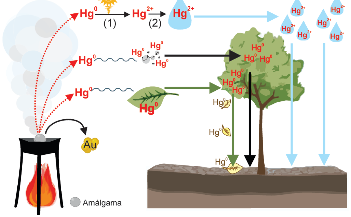 F1 Esquema das vias de contaminação por mercúrio proveniente da queima de amálgama no garimpo artesanal de ouro, mostrando a liberação de Hg⁰, sua oxidação atmosférica sob radiação solar a Hg²⁺ (processo 1), reação com água (processo 2) e deposição úmida, além da deposição seca e absorção pela vegetação e solo.