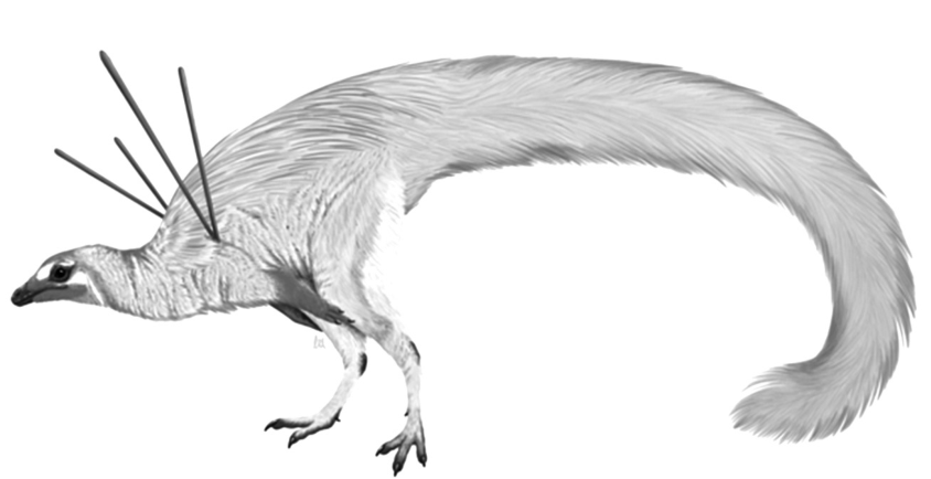 F1 Ilustração em preto e branco do dinossauro bípede Ubirajara jubatus, recoberto por plumagem no pescoço, dorso e cauda longa, destacando quatro estruturas alongadas e rígidas semelhantes a fitas ou espetos projetando-se da região do ombro.