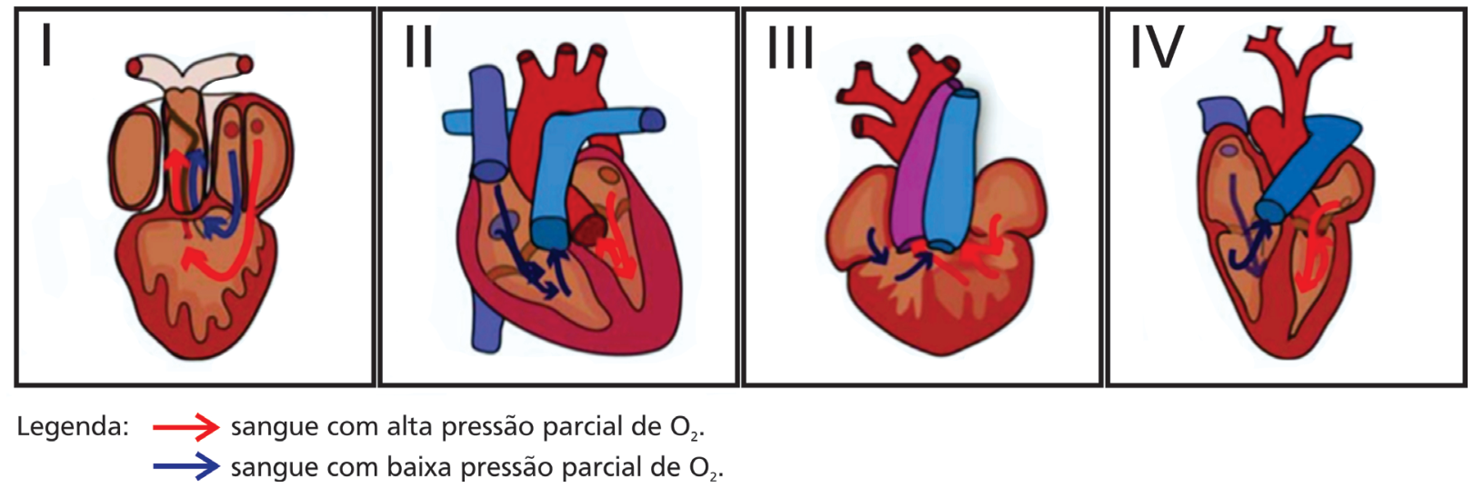 F1 Quatro esquemas anatômicos de corações de vertebrados numerados de I a IV, com setas vermelhas indicando sangue com alta pressão parcial de O₂ e setas azuis indicando sangue com baixa pressão parcial de O₂.