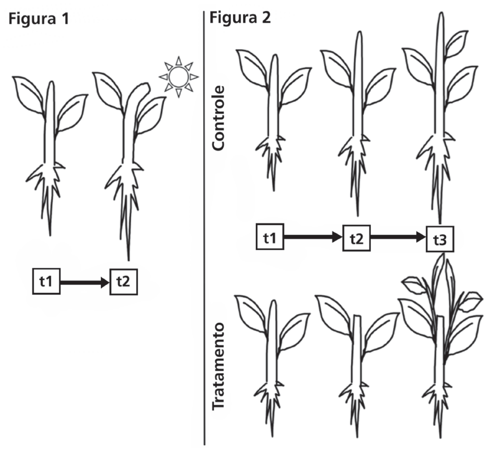 Esquema experimental com plantas em duas partes. À esquerda, sob o título "Figura 1", uma plântula no tempo t1 cresce reta e, no tempo t2, seu caule curva-se em direção a uma fonte de luz (desenho de um sol) localizada à direita. À direita, sob o título "Figura 2", há dois grupos acompanhados nos tempos t1, t2 e t3: na linha superior, o grupo "Controle" apresenta crescimento vertical contínuo do caule principal; na linha inferior, o grupo "Tratamento" tem o ápice caulinar podado entre t1 e t2 e, no tempo t3, desenvolve ramificações a partir de gemas laterais.