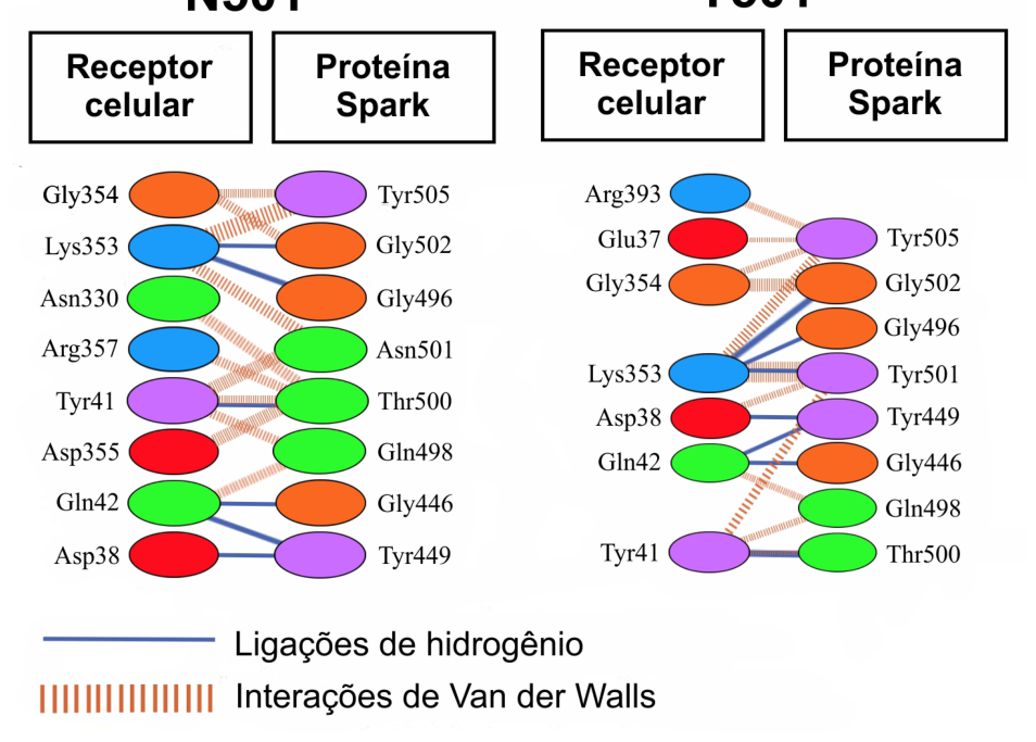 Diagrama esquemático das interações intermoleculares entre os aminoácidos do receptor celular e da proteína Spark nas variantes N501 e Y501, com legenda para ligações de hidrogênio (linhas contínuas) e interações de Van der Waals (linhas tracejadas/hachuradas).
