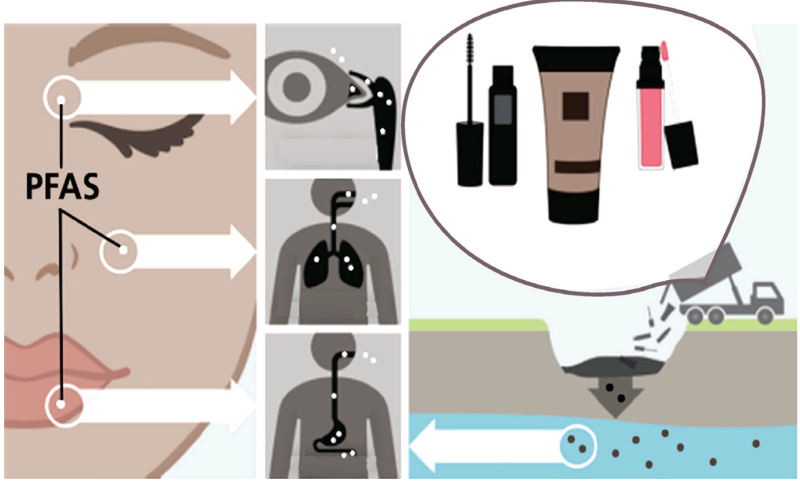 Esquema ilustrando as vias de contaminação e exposição a PFAS a partir de cosméticos: produtos cosméticos como rímel, base e batom contendo PFAS associados ao contato com os olhos, inalação pelo trato respiratório e ingestão pelo trato gastrointestinal, além do descarte por caminhão em aterro, liberando PFAS no solo e na água subterrânea.