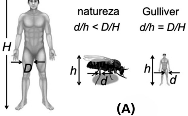 Figura A: comparação entre um ser humano de altura H e diâmetro dos membros de sustentação D, um inseto de altura h e diâmetro dos membros d, e um ser humano diminuto de altura h e diâmetro dos membros d. Setas verticais indicam as alturas e setas horizontais indicam os diâmetros. Acima do inseto, lê-se “natureza” e d/h < D/H; acima do ser humano diminuto, lê-se “Gulliver” e d/h = D/H.