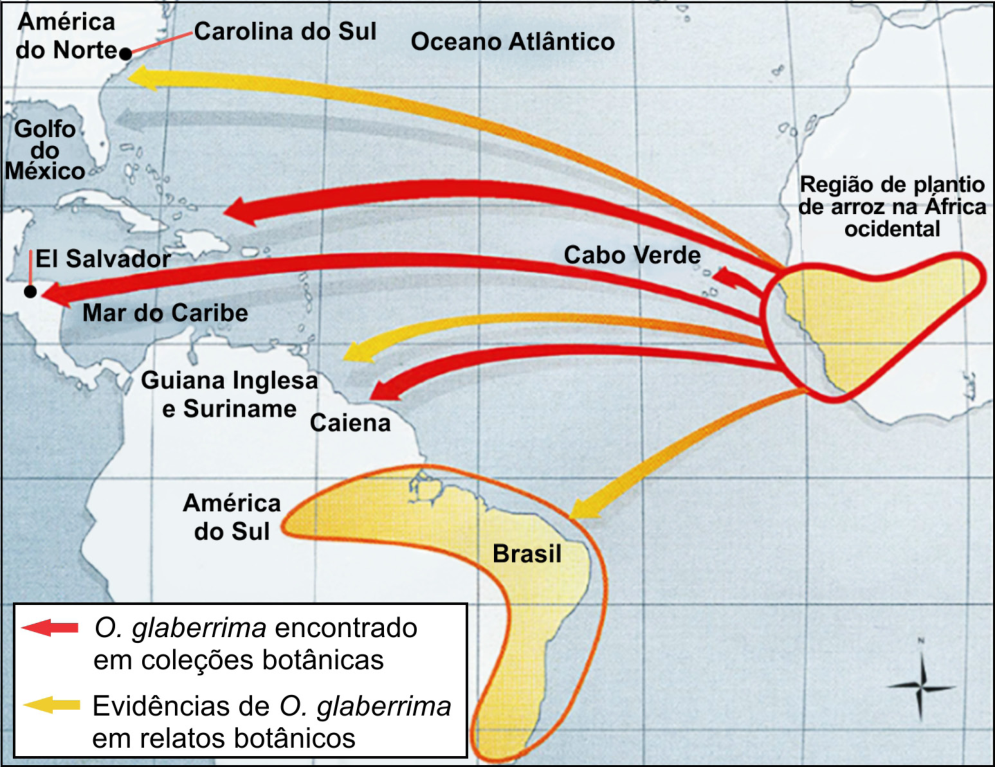F1 Mapa do oceano Atlântico com os circuitos de difusão do arroz africano da região de plantio de arroz na África ocidental para as Américas. Estão identificados América do Norte, Carolina do Sul, Golfo do México, El Salvador, Mar do Caribe, Guiana Inglesa e Suriname, Caiena, América do Sul, Brasil, Cabo Verde e Oceano Atlântico. Setas vermelhas seguem da África ocidental para Cabo Verde, Caribe, El Salvador e Caiena; setas amarelas seguem para a América do Norte, a região das Guianas e o Brasil. A região de plantio na África ocidental e uma extensa faixa da América do Sul estão preenchidas em amarelo e contornadas. A legenda distingue setas vermelhas, “O. glaberrima encontrado em coleções botânicas”, e amarelas, “Evidências de O. glaberrima em relatos botânicos”. Há uma indicação do norte no canto inferior direito.