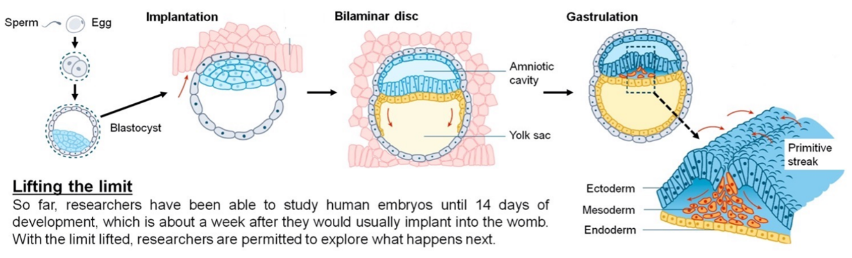 Esquema das etapas iniciais da embriogênese humana mostrando: Sperm e Egg formando o zigoto e primeiras clivagens; Blastocyst; Implantation; Bilaminar disc com Amniotic cavity e Yolk sac; e Gastrulation em destaque mostrando a Primitive streak e os três folhetos: Ectoderm, Mesoderm e Endoderm. No canto inferior esquerdo há o quadro "Lifting the limit" com texto explicativo.