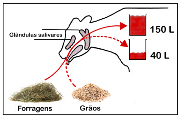 Esquema ilustrando a cabeça de um bovino com destaque para as glândulas salivares, associadas à alimentação por forragens gerando uma produção de 150 L de saliva e por grãos gerando 40 L de saliva.